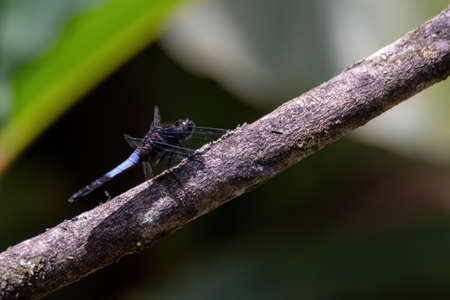 closeup shot of a beautiful dragonfly in natureの写真素材