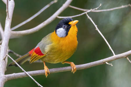 beautiful of a Silver-eared Mesia (Leiothrix argentauris) bird in natureの写真素材