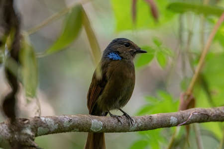 beautiful of a Large Niltava Female (Niltavagrandis) bird in natureの写真素材