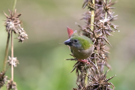 beautiful Pin-tailed Parrot finch bird in natureの写真素材