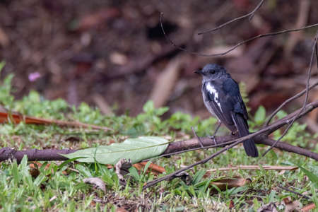 beautiful of a oriental magpie-robin bird in natureの写真素材