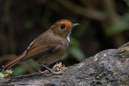 beautiful of a Rufous-browed flycatcher (Anthipes solitaris) bird in natureの写真素材