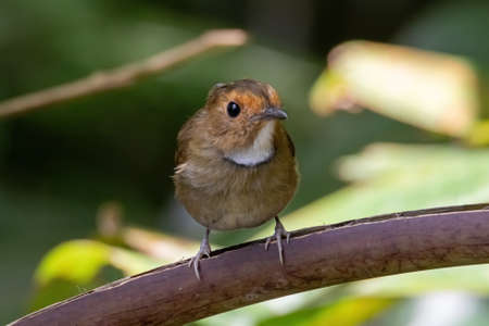 beautiful of a Rufous-browed flycatcher (Anthipes solitaris) bird in nature