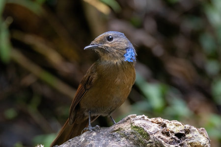 beautiful of a Large Niltava Female (Niltavagrandis) bird in natureの写真素材