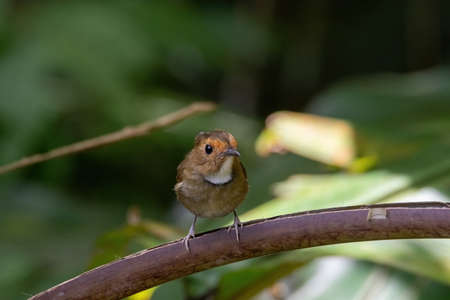 beautiful of a Rufous-browed flycatcher (Anthipes solitaris) bird in natureの写真素材