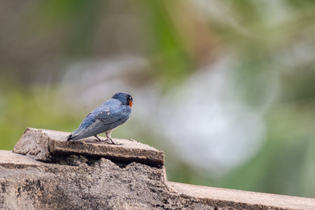 beautiful of a Pacific swallow bird in natureの写真素材