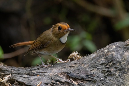 beautiful of a Rufous-browed flycatcher (Anthipes solitaris) bird in natureの写真素材