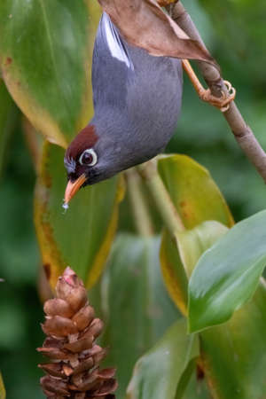 closeup view of a beautiful Chestnut-capped laughingthrush bird in natureの写真素材