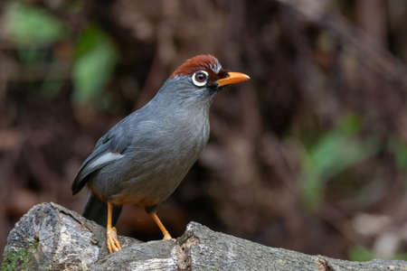 closeup view of a beautiful Chestnut-capped laughingthrush bird in natureの写真素材