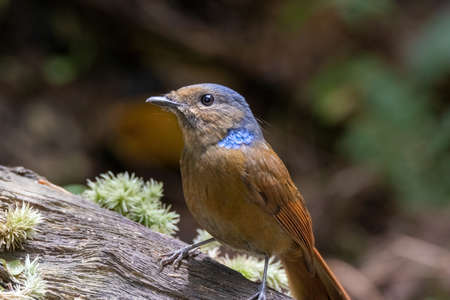 beautiful of a Large Niltava Female (Niltavagrandis) bird in natureの写真素材
