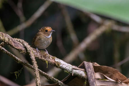 beautiful of a Rufous-browed flycatcher (Anthipes solitaris) bird in natureの写真素材