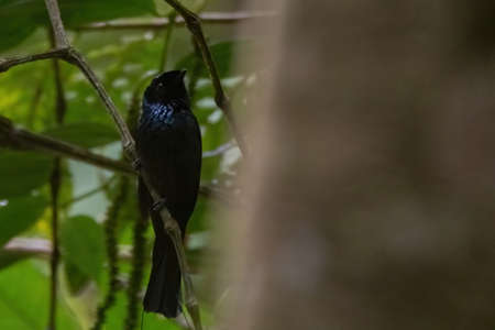 beautiful of a square tailed drongo bird in natureの写真素材