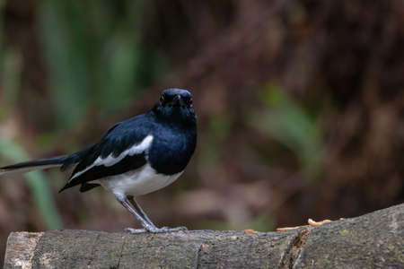 beautiful of a oriental magpie-robin bird in nature