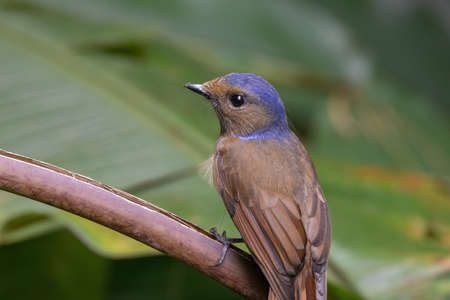 beautiful of a Large Niltava Female (Niltavagrandis) bird in natureの写真素材