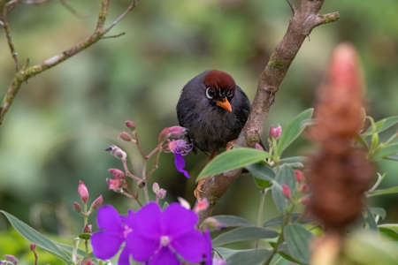 closeup view of a beautiful Chestnut-capped laughingthrush bird in natureの写真素材