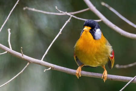 beautiful of a Silver-eared Mesia (Leiothrix argentauris) bird in natureの写真素材