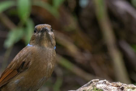 beautiful of a Large Niltava Female (Niltavagrandis) bird in natureの写真素材