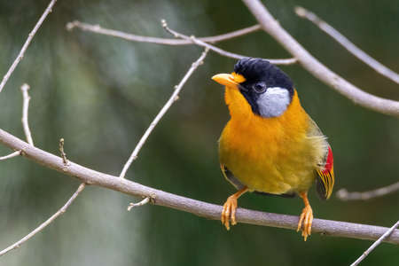 beautiful of a Silver-eared Mesia (Leiothrix argentauris) bird in natureの写真素材