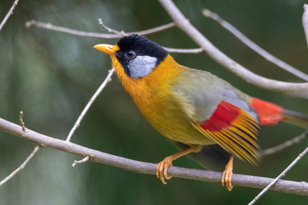 beautiful of a Silver-eared Mesia (Leiothrix argentauris) bird in natureの写真素材