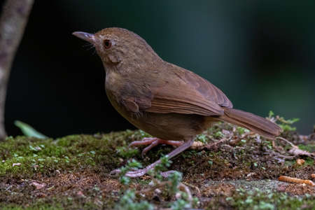 beautiful of a Buff-breasted Babbler bird in nature