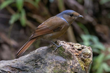 beautiful of a Large Niltava Female (Niltavagrandis) bird in natureの写真素材