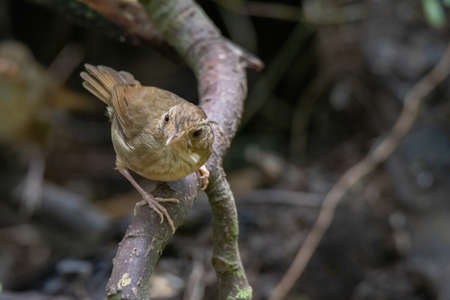 beautiful of a Buff-breasted Babbler bird in natureの写真素材