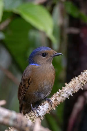 beautiful of a Large Niltava Female (Niltavagrandis) bird in natureの写真素材