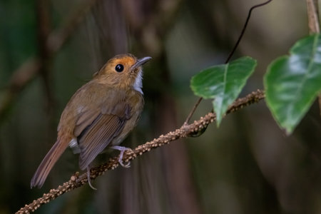 beautiful of a Rufous-browed flycatcher (Anthipes solitaris) bird in natureの写真素材