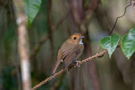 beautiful of a Rufous-browed flycatcher (Anthipes solitaris) bird in natureの写真素材