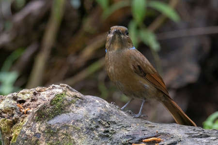 beautiful of a Large Niltava Female (Niltavagrandis) bird in natureの写真素材