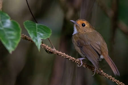 beautiful of a Rufous-browed flycatcher (Anthipes solitaris) bird in natureの写真素材