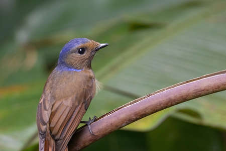 beautiful of a Large Niltava Female (Niltavagrandis) bird in natureの写真素材