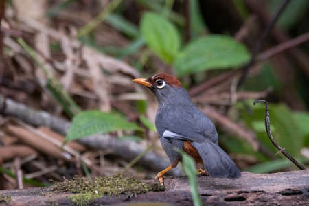 closeup view of a beautiful Chestnut-capped laughingthrush bird in natureの写真素材