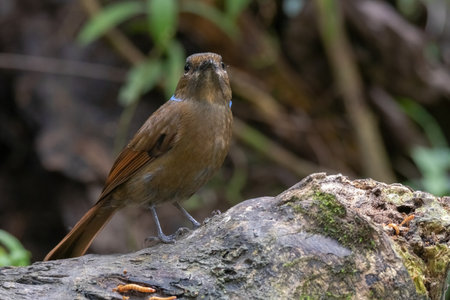 beautiful of a Large Niltava Female (Niltavagrandis) bird in natureの写真素材