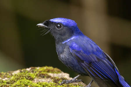 beautiful of a Large Niltava male (Niltavagrandis) bird in natureの写真素材