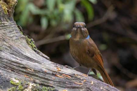 beautiful of a Large Niltava Female (Niltavagrandis) bird in nature