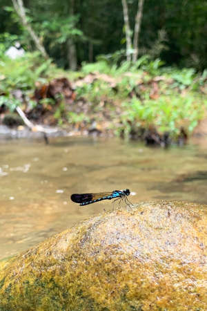 closeup view of dragonfly in natureの写真素材