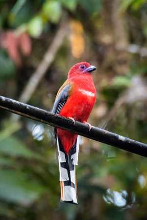 close up view of Red-headed Trogon in natureの写真素材