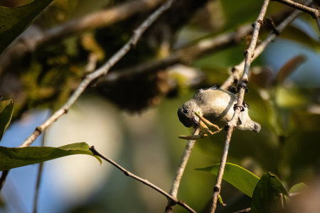 thick billed flowerpecker (female) perch on branch