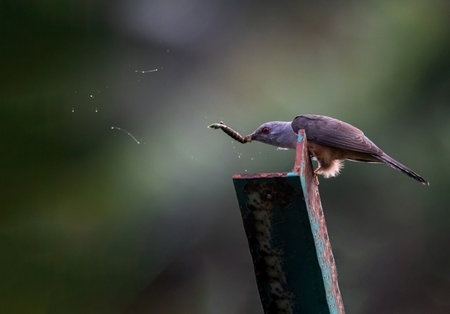 beautiful of a plaintive cuckoo having a caterpillar in his mouth