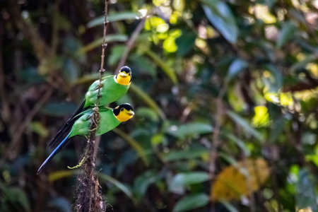 beautiful of a male and female long-tailed broadbill hanging on twig looking for food