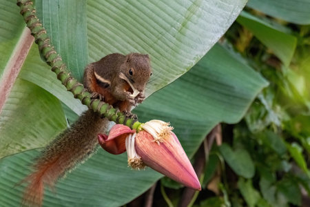 beautiful plaintain squirrel eat edible banana flower