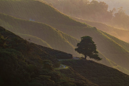 Sunrise of tea plantation in Cameron Highland, Malaysia.