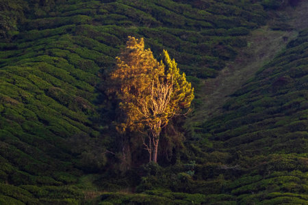 Sunrise of tea plantation in Cameron Highland, Malaysia.