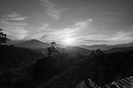 beautiful sunrise at the cameron highlands, malaysia