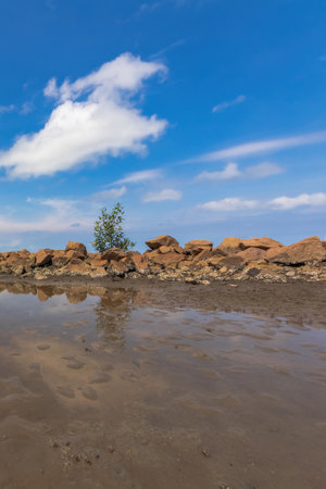 A lone tree finds footing on a rocky shoreline, bathed in the bright sunlight of a clear day.