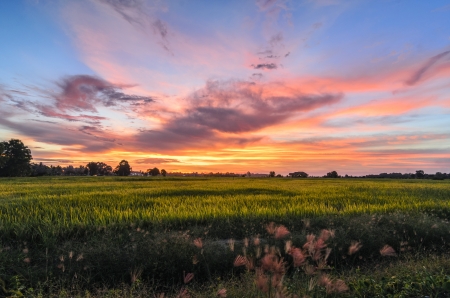 Sunset over paddy fieldの写真素材