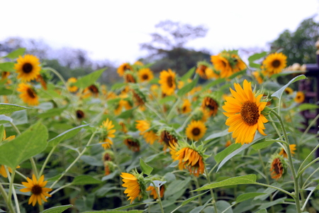 Sunflowers on the sunset in the park. Bangkok, Thailand.の写真素材