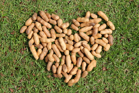 The heart from the nuts on the grass.