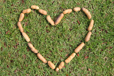 The heart from the nuts on the grass.の写真素材